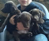 Three Chocolate males available as of December 15th.
