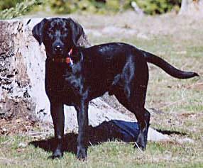 Seven month old black male from a previous Radar/KD litter. Merganser's Gunner is owned by Mike and Val Blanck, Roseburg, OR