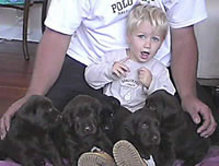 Griffin Lavigne, age 21 months. Radar/KD pups, age 3 weeks. (24kb)
