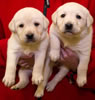 Zip/Pearl female pups, day 30. Collar colors Black & Red. November 21, 2012.