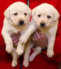 Zip/Pearl female pups, day 30. Collar colors Red Print & Pink. November 21, 2012.