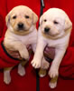 Zip/Pearl male pups, day 30. Collar colors Green & Blue. November 21, 2012.