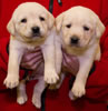 Zip/Pearl female pups, day 30. Collar colors Purple & Orange. November 21, 2012.