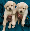 Zip/Pearl female pups, day 38. Collar colors Purple & Red. November 29, 2012.