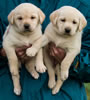 Zip/Pearl female pups, day 38. Collar colors Yellow & Black. November 29, 2012.