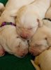 Zip/Ruby pups, Day 10. April 24, 2010