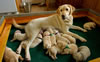 Ruby and pups, Day 14. April 28, 2010