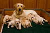 Ruby and Pups, Day 20. May 4, 2010