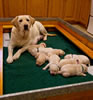 Ruby and pups, Day 10. December 1, 2010