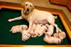 Ruby and pups, Day 17. December 8, 2010