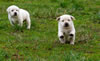 Zip/Ruby pups, Day 27. December 18, 2010