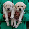 Zip/Ruby male pups, Day 27. December 18, 2010. Collar colors L to R - Green & Red