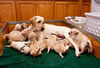 CH Aliho's Igloo Iggy UDX, MH x Int CH Merganser's Ruby JH, WC, CGC litter whelped February 14, 2009. Pearl is the pup with the pink collar.