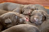 Abe/Jeanine pups, Day 9. June 27, 2020