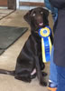 Jack, a pup from Abe x Jeanine 2019 litter, receiving his Canine Good Citizen award.