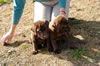 These chocolate males available, age 8 weeks.