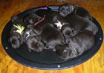 Dish pups, day 8 September 14, 2003