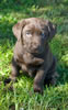 Bueller/Google male pup, age 47 days. Collar color: Blue. April 2, 2008 