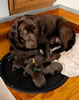 Google and pups, day 2. February 17, 2008