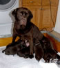 Google and pups, day 18. March 4, 2008