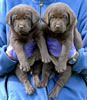 Bueller/Google female pups, Day 35. March 21, 2008. Collar colors (L) to (R) Blue Print and Green Print