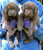 Bueller/Google male pups, Day 35. March 21, 2008. Collar colors (L) to (R) Purple and Red