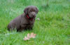 Bueller/Google pups, Day 36. March 10, 2009