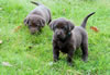 Bueller/Google pups, Day 36. March 10, 2009