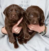 Bueller/Google pups, Day 21, 2/23/2009. Collar colors L to R Blue & Black males