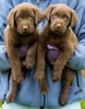 Bueller/Google puppies, Day 45. March 19, 2009. Collar colors (L) to (R) Blue & Black Males