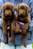 Bueller/Google puppies, Day 45. March 19, 2009. Collar colors (L) to (R) Blue Print & Purple Males