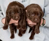 Bueller/Google pups, Day 21, 2/23/2009. Collar colors L to R Blue Print & Green males
