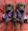 Bueller/Google Pups, Day 32. March 6, 2009. Collar colors (L) to (R) Green & Black Males