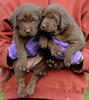 Bueller/Google Pups, Day 32. March 6, 2009. Collar colors (L) to (R) Pink Print & Red Females