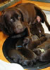 Google and pups, Day 8. February 10, 2009