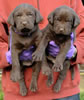 Bueller/Google Pups, Day 32. March 6, 2009. Collar colors (L) to (R) Purple & Blue Print Males