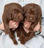 Bueller/Google pups, Day 21, 2/23/2009. Collar colors L to R Red & Pink Print females