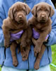 Bueller/Google puppies, Day 45. March 19, 2009. Collar colors (L) to (R) Red & Pink Print Females