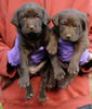 Bueller/Google Pups, Day 32. March 6, 2009. Collar colors (L) to (R) Tan Print & Pink Females