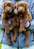 Bueller/Google puppies, Day 45. March 19, 2009. Collar colors (L) to (R) Tan Print & Pink Females