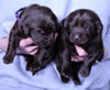 Bueller/Google pup, Day 15, 2/17/2009. Collar colors L to R Blue and Purple Males