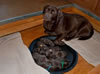 Google and pups, Day 2. February 4, 2009