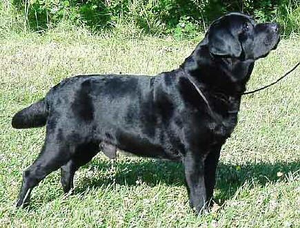  Am/Int CH Tabatha's Gingerbred Cutter CD, JH #1 Ranked Show Labrador in the USA in 1996