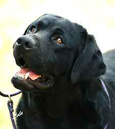  Am/Int CH Tabatha's Gingerbred Cutter CD, JH #1 Ranked Show Labrador in the USA in 1996