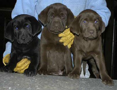 The Houston, TX Trio: Tiger Black male (owned by Leroy Taylor), Red Print Chocolate male (owned by Richard & Shelley Daly), and Pink Chocolate female (owned by Mary Moody). April 23, 2004