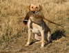 Favre, age 2, pheasant hunting in North Dakota