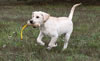 This yellow male Gruden/Benelli pup is available.