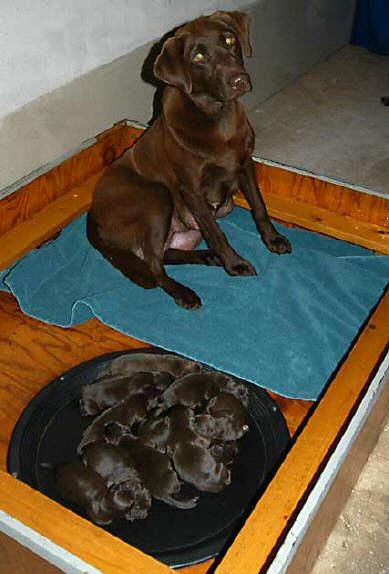 Billie and pups, day 1 September 15, 2003