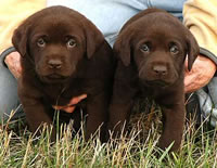 Matlock/Billie male pups, day 36 October 21, 2003 Collar colors (L) to (R): Red and Black (36kb)