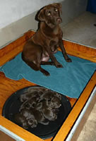 Billie and pups, day 1 September 15, 2003 (38kb)